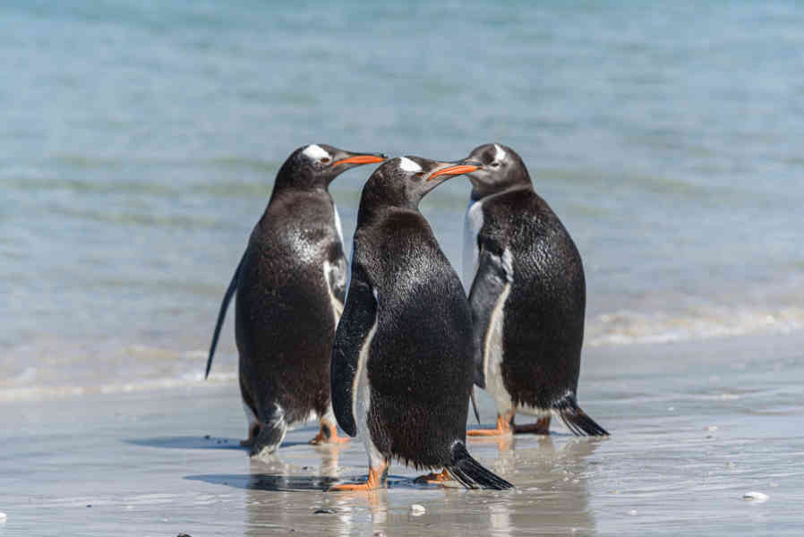 Pingüino Gentoo - islas Falkland o Malvinas 31.jpg